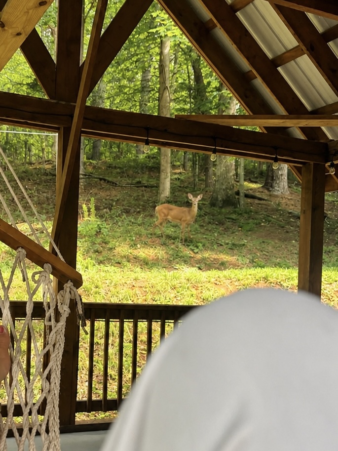 White-tailed deer visiting the yard, seen from the pavilion swing