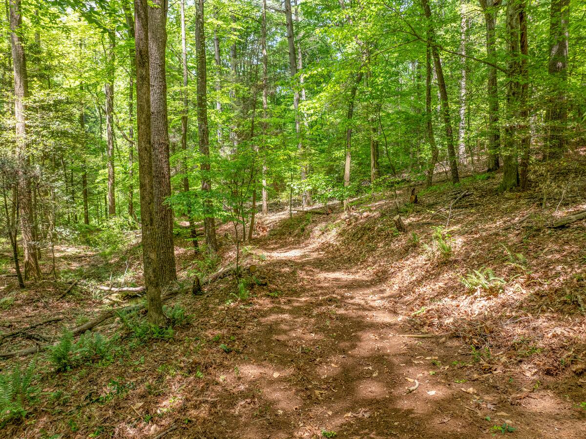 Wooded hiking trail winding through ferns and hardwoods on the property